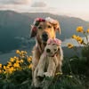 "Притулок для тварин" Чернівці — Pets, Chernivtsi