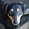 Притулок "Дай лапу друже " м. Запоріжжя — Pets, Zaporizhzhia