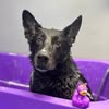 Кінолог/Дрессировка собак — Pets, Kyiv