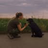 Кинолог Харьков🐾🐕 — Pets, Kharkiv