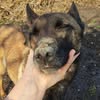 Олександра Кінолог Одеса — Pets, Odesa