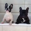 Передержка собак в Харькове. +380504076989 Елена Сотникова — Pets, Kharkiv