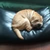 Передержка собак в Киеве — Pets, Kyiv