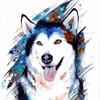 🐕Передержка Собак Киев🇺🇦 — Pets, Kyiv