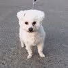 Передержка собак. Киев. — Pets, Kyiv