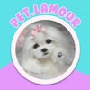 | ГРУМІНГ | МИКОЛАЇВ | Pet l’amour — Pets, Mykolaiv