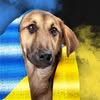 Врятуй Життя — Тварини, Хмельницький