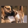 Я хочу жить ❤️(сейчас в Одессе ) — Pets, Odesa
