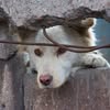 ShansZp — Pets, Zaporizhzhia