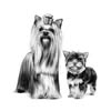 Грумінг салон Тернопіль — Pets, Ternopil