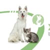 Зооволонтери Чернігова — Pets, Chernivtsi