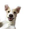 •Допомога тваринам Запоріжжя• — Pets, Zaporizhzhia